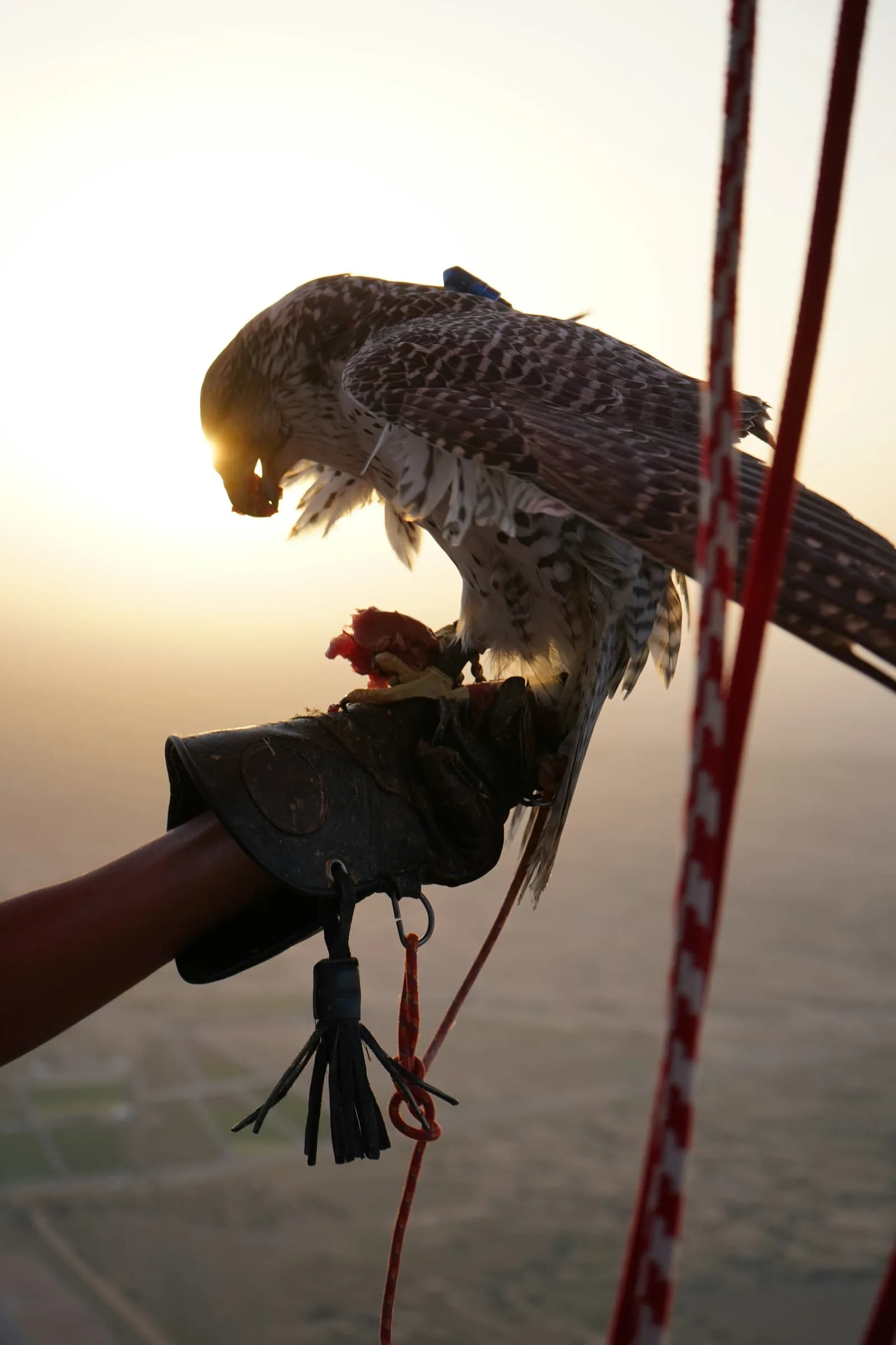 Falconry show with a trained falcon perched on a handler's glove in the Dubai desert — photo 1