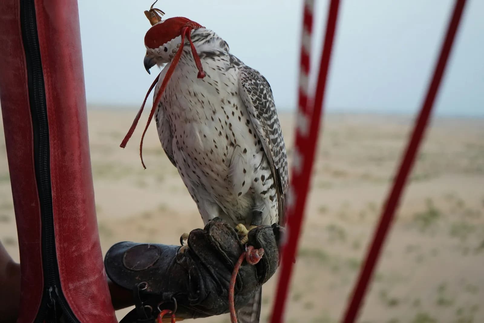 Falconry show with a trained falcon perched on a handler's glove in the Dubai desert — photo 2