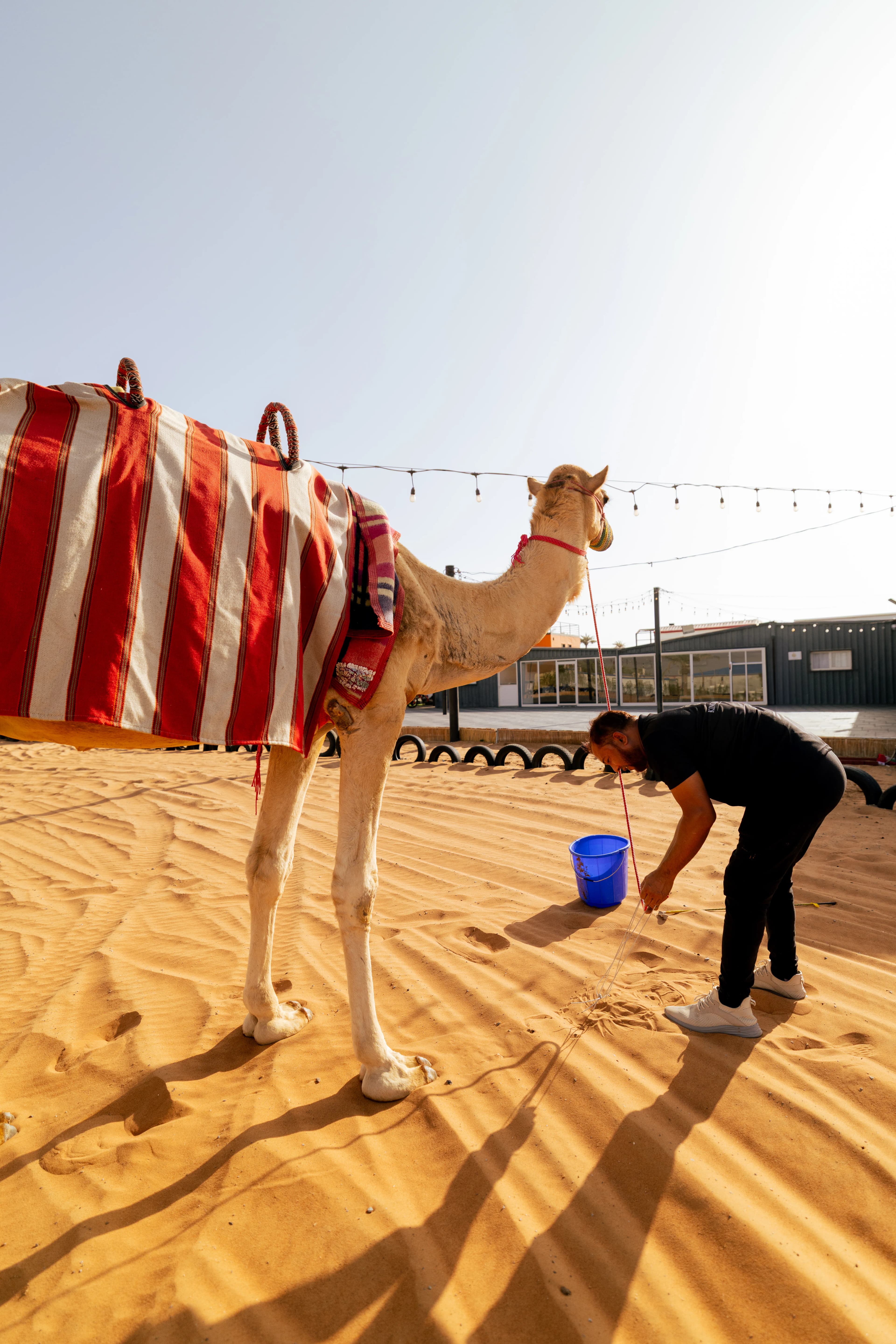 Camel arriving on the sand in front of the King of Desert camp buildings