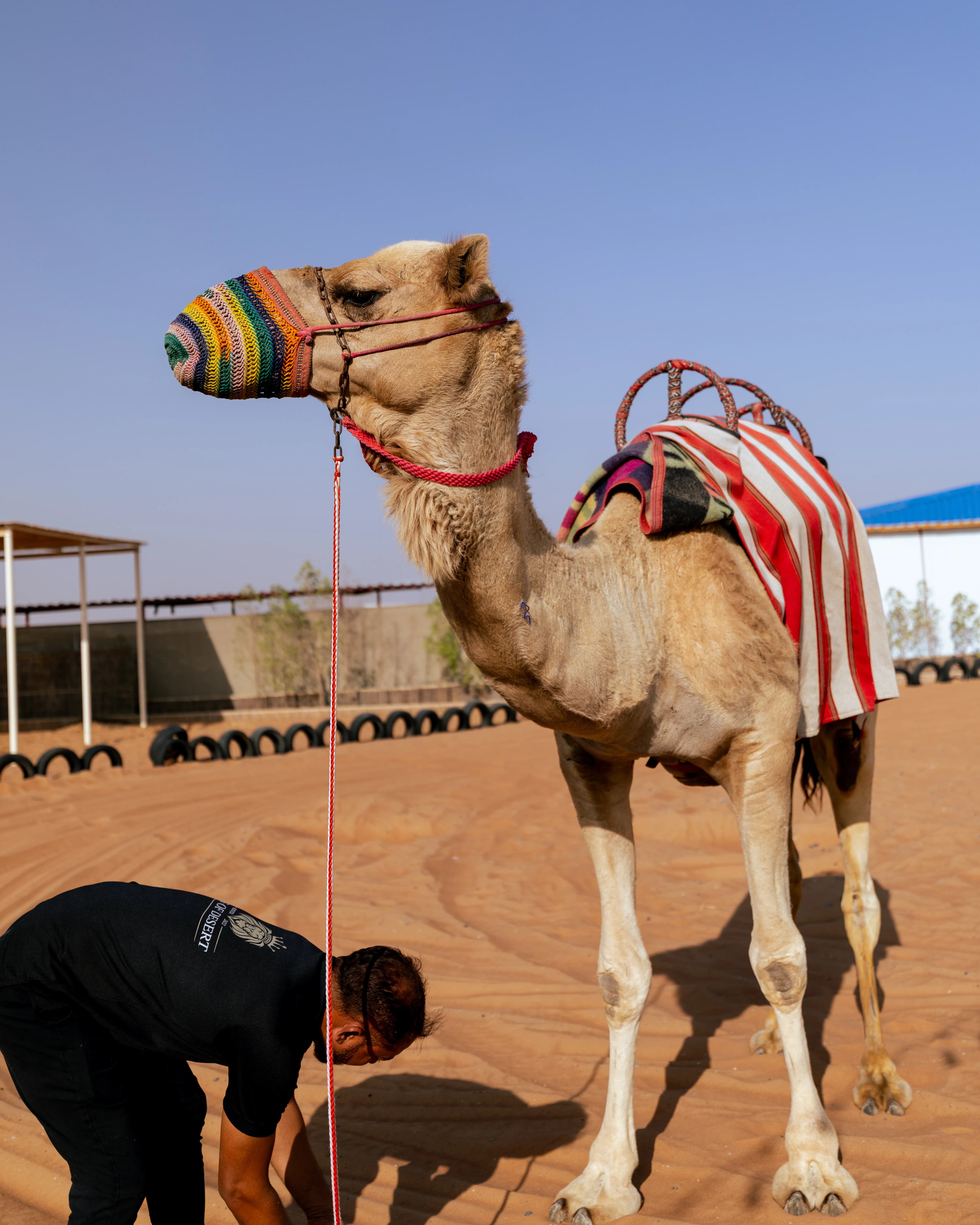 Saddled camel ready for a ride at the Al Badayer desert camp